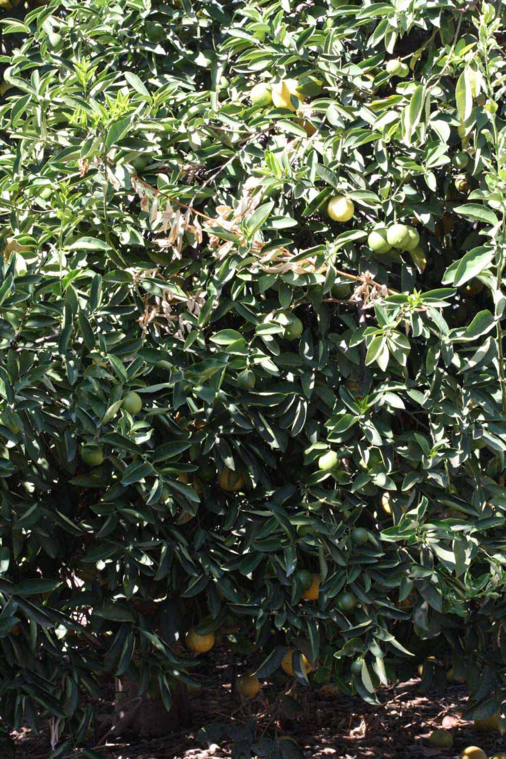            Habit (Riverside, CA)   